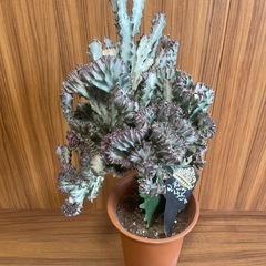 希少！
キングマハラジャ 観葉植物の画像