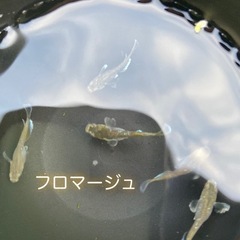 高級メダカMIXの画像