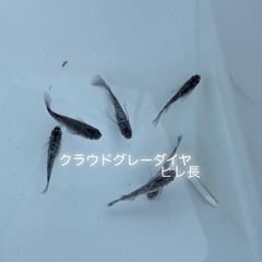 高級メダカMIX