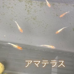 高級メダカMIXの画像