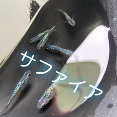 高級メダカMIXの画像