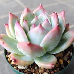 多肉植物　ダイヤモンドカローラ