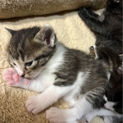 黒ねこ、とら猫