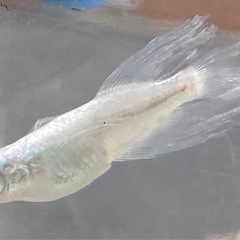 天露の糸メダカの画像