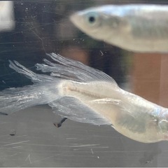 天露の糸メダカの画像