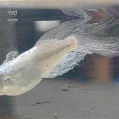 天露の糸メダカの画像