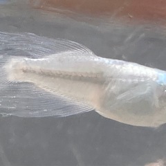 天露の糸メダカの画像