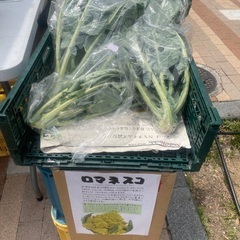 トマト　レモン　そら豆　スナップエンド　河内晩柑の画像