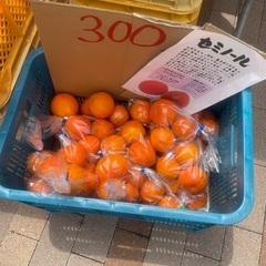 トマト　レモン　そら豆　スナップエンド　河内晩柑の画像