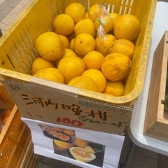 トマト　レモン　そら豆　スナップエンド　河内晩柑の画像