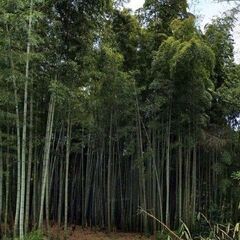 №H503【愛媛県松山市下伊台町】山林7筆あげます！ - 松山市