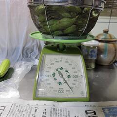 そら豆