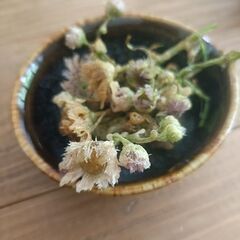 摘んだら食べる★ - メンバー募集