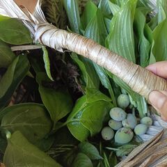 摘んだら食べる★