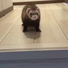 マーシャルフェレット男の子