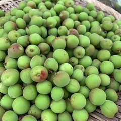 小梅　有機栽培EM農法