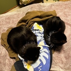 猫(ニャンズ)に癒される 猫のいるハワイアンリラクゼーショ…