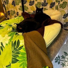 猫(ニャンズ)に癒される 猫のいるハワイアンリラクゼーショ…