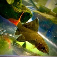 【値下げ6月限定】レッドテールブラックシャーク　±4cm 200円の画像