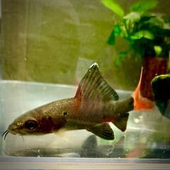 【熱帯魚】レッドテールブラックシャーク　±4cm