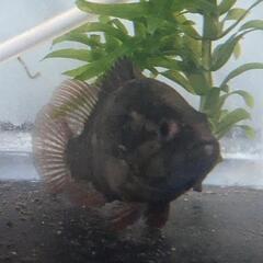 ご商談中　オヤニラミ