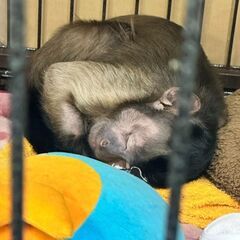 フサオマキザル
