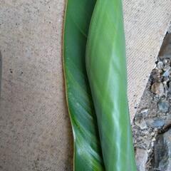 観葉植物ストレチア