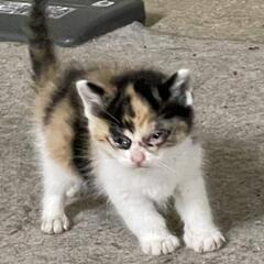 育児放棄された子猫(代理投稿)