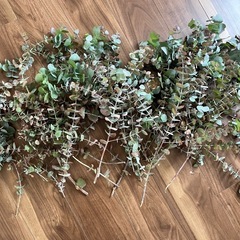 ユーカリの葉