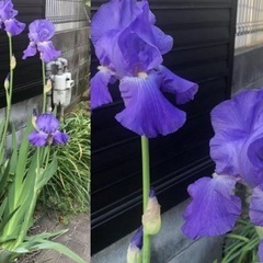 ジャーマンアイリス　球根　