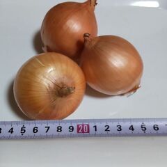 [18日受付終了予定] 玉ねぎ 正味 約10kgの画像
