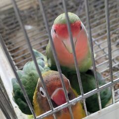 ボタンインコ♀3歳、コザクラインコ♂3歳、子(ヤエザクラインコ)...