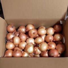 [18日受付終了予定] 玉ねぎ 正味 約10kg