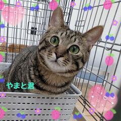 保護ニャン🐾ご縁繋ぎたい🩷譲渡会inあいねこの木 - その他