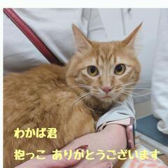 保護ニャン🐾ご縁繋ぎたい🩷譲渡会inあいねこの木 − 熊本県