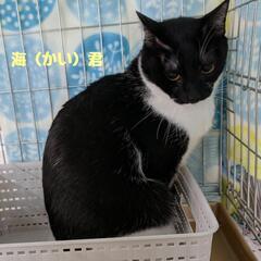 保護ニャン🐾ご縁繋ぎたい🩷譲渡会inあいねこの木