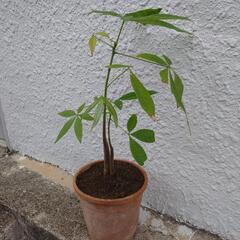 実生パキラ🪴③の画像