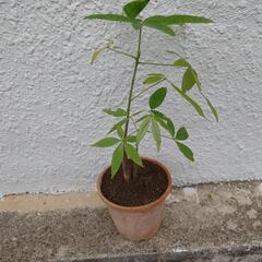 実生パキラ🪴③の画像