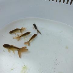 金魚）ジャンボ獅子頭幼魚5匹セット