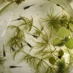 メダカ　天女の舞　稚魚