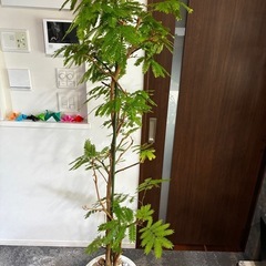 エバーフレッシュ　大型観葉植物　170cm
