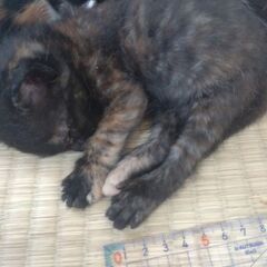 生後4週間くらい　親猫が茶トラ(♂)✕白黒(♀)の子猫