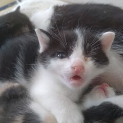 生後4週間くらい　親猫が茶トラ(♂)✕白黒(♀)の子猫