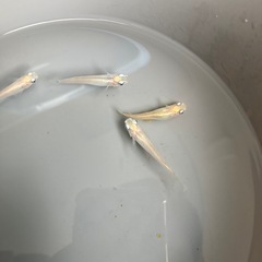 白メダカ　10匹　