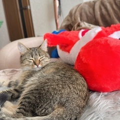 猫ちゃん里親募集‼️