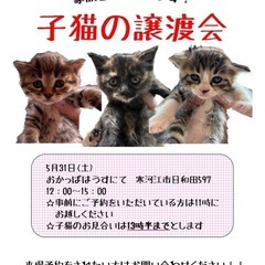 子猫の譲渡会☺︎