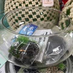 【未使用品】小さなアクアリウム/スターターセットの画像