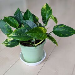 観葉植物　ポトス　小