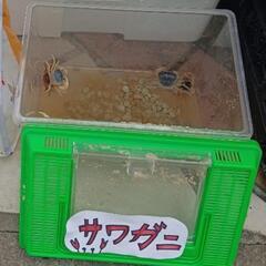 🌈🍀子供食堂対応キッチンカーを支援する為のメダカ・昆虫チャ…