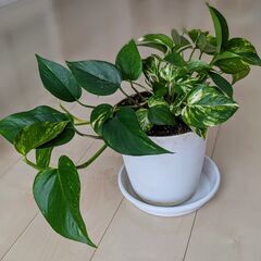 観葉植物　ポトス　中